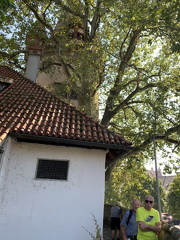 IMG 3276